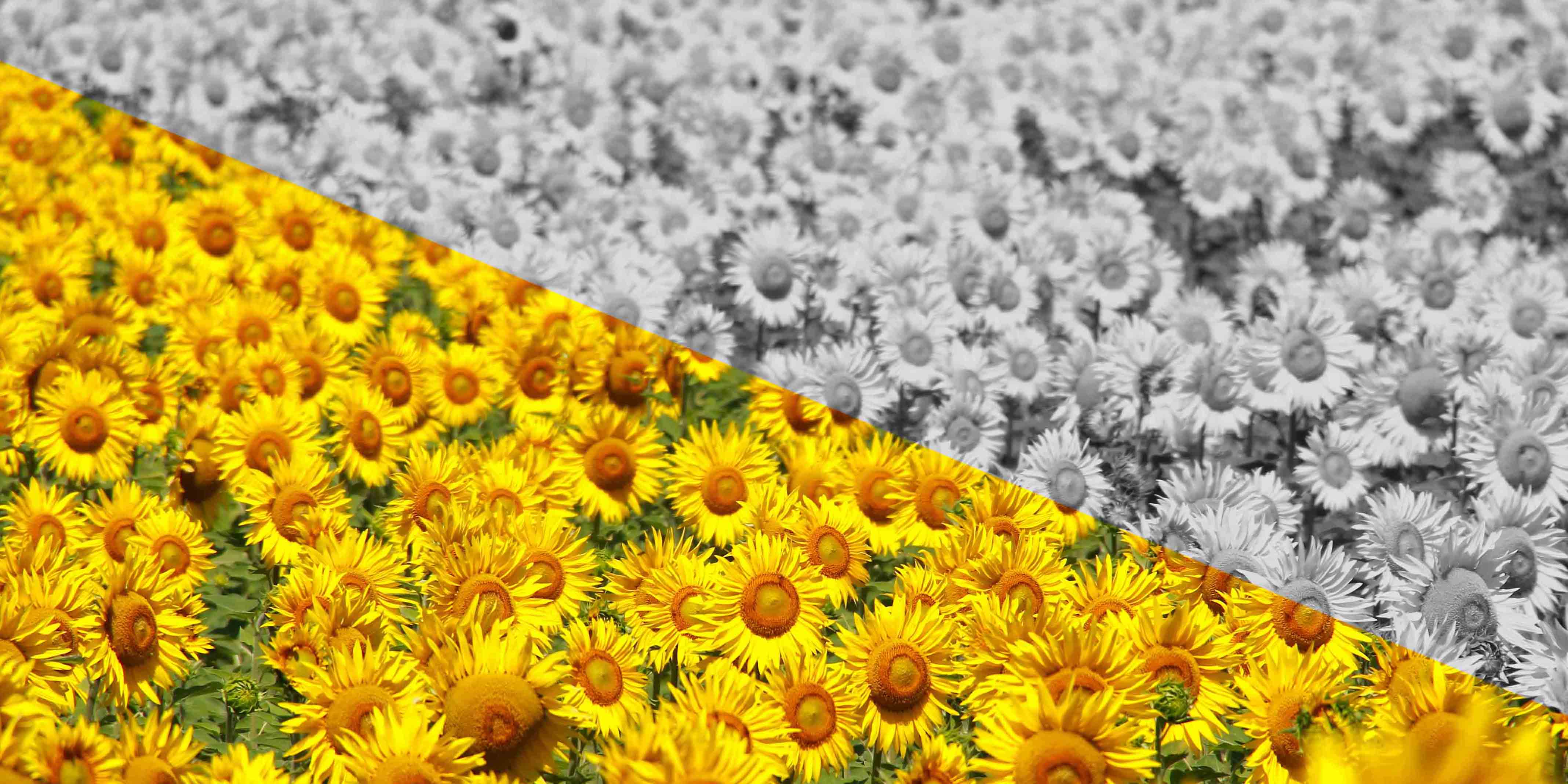 Sonnenblumenfeld schwarz-weiss und farbig