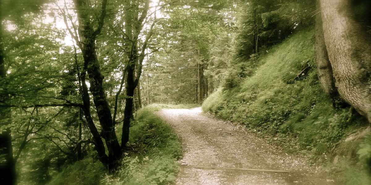 romantischer Waldweg